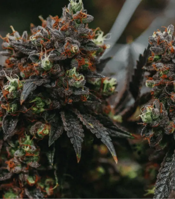 Cannabis education, and understanding cannabis strains. 
