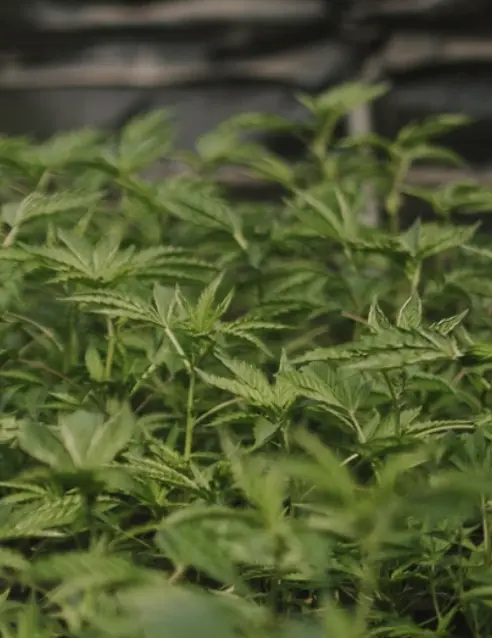 Cannabis plants thriving on at the SLO Cal Roots Farm, with healthy green leaves under the soft natural central coast sunlight.
